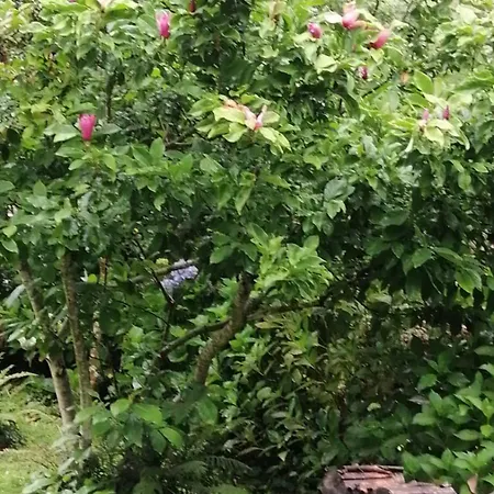 A Ponte Do Rio 度假居 Bealo